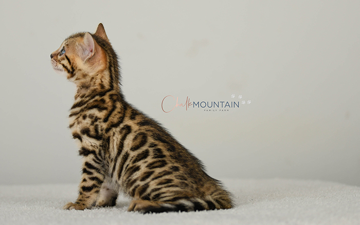 Bengal kitten for sale